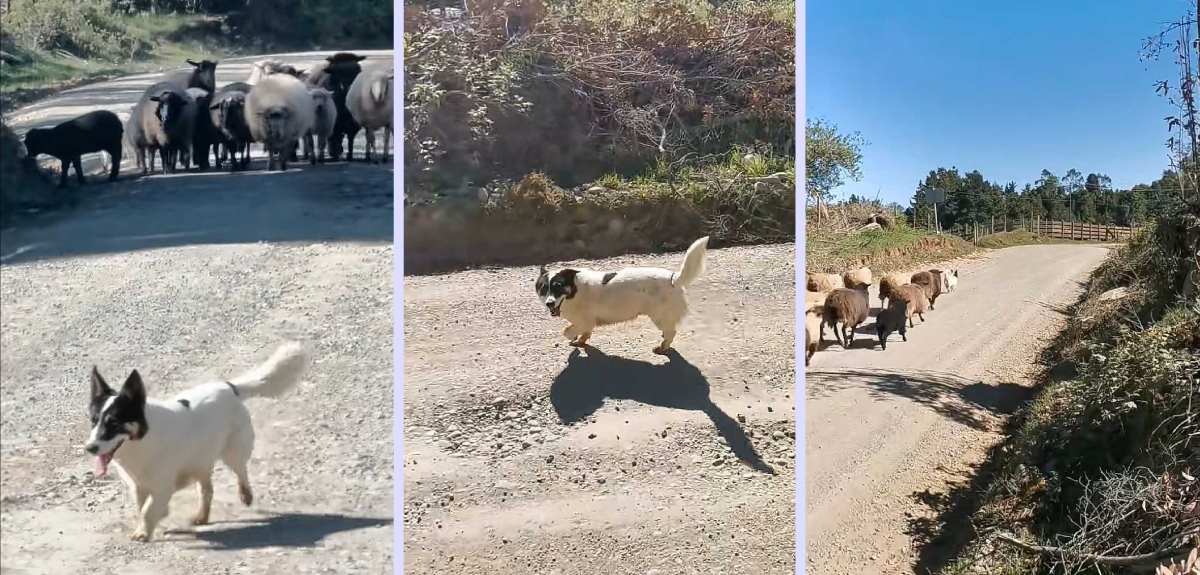 perrito ovejero pide permiso para pasar con rebaño