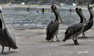 gripe aviar Bío Bío