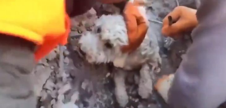 historia perrito rescatado escombros Turquía terremoto