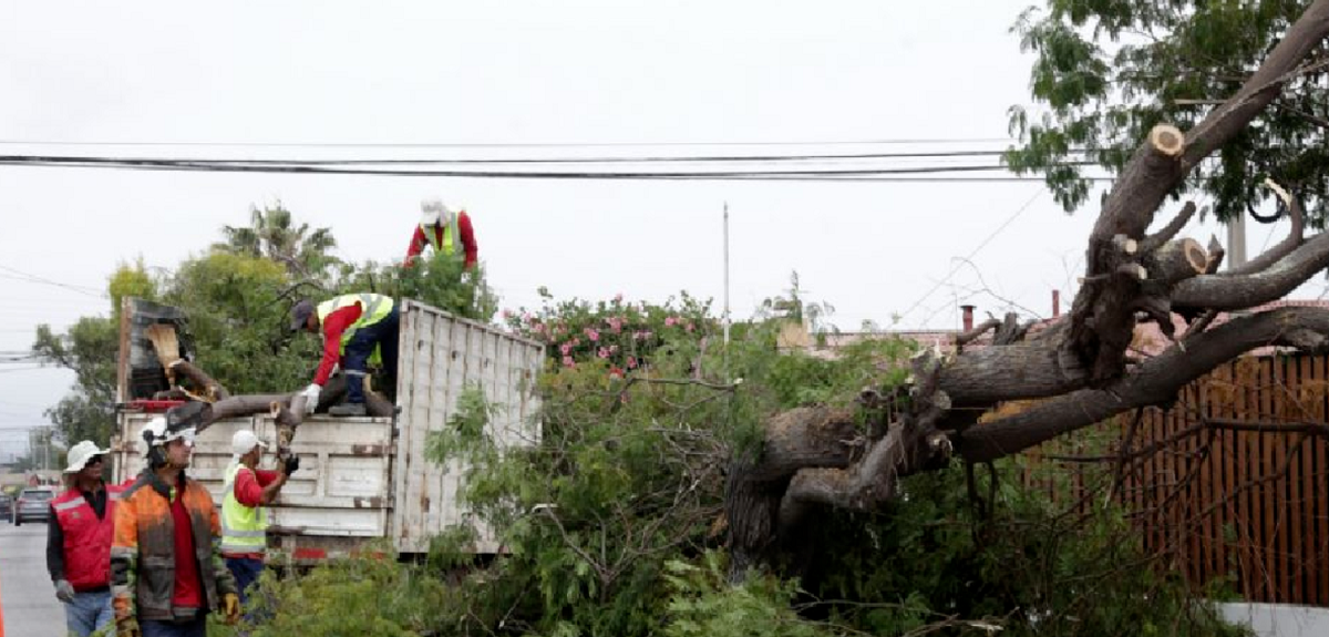 Demandarán a Municipalidad de La Serena tras muerte de adulto mayor por impacto de árbol caído