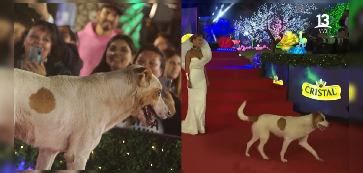 De la calle a la Gala de Viña: la dura historia de perrita que se robó las miradas en la Noche Cero