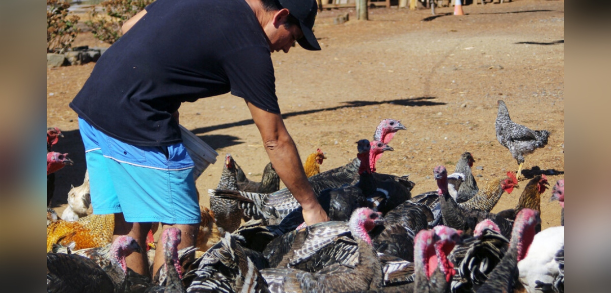 Cómo prevenir contagio de gripe aviar