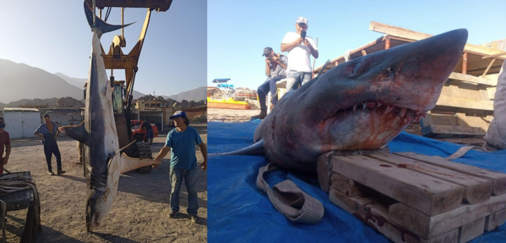 Pescadores encuentran tiburón de más de 3 metros y casi 250 kilos varado en caleta de Tocopilla.