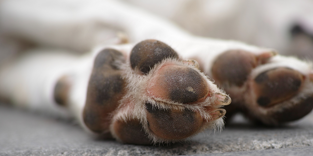 Hombre asesinó a su perrita a mazazos: realizó insólita explicación tras brutal maltrato animal