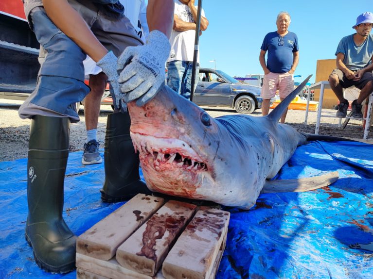 Pescadores encuentran tiburón de más de 3 metros y casi 250 kilos varado en caleta de Tocopilla.