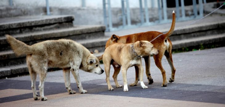 Jauria de perros en Buin