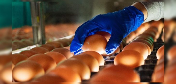 Empresas avícolas preocupadas ante posible desabastecimiento de huevos por gripe aviar: 