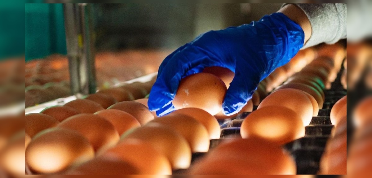Empresas avícolas preocupadas ante posible desabastecimiento de huevos por gripe aviar: "Lamentable"