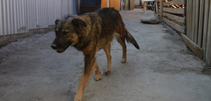 Matan perros en La Serena