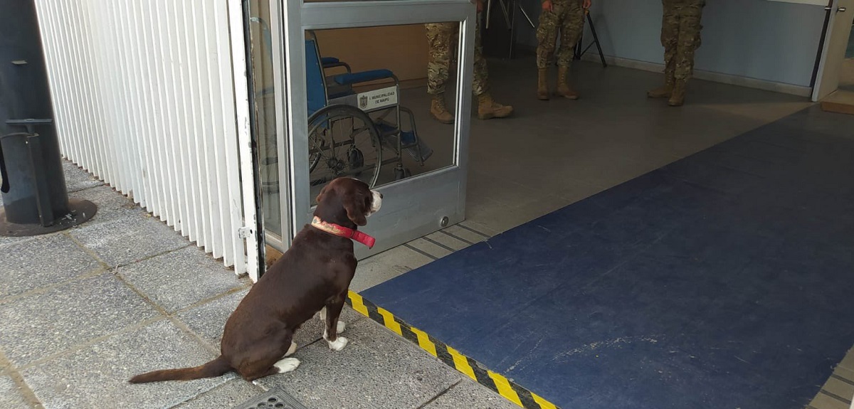 Perrito abandonado olvidado local votación Maipú