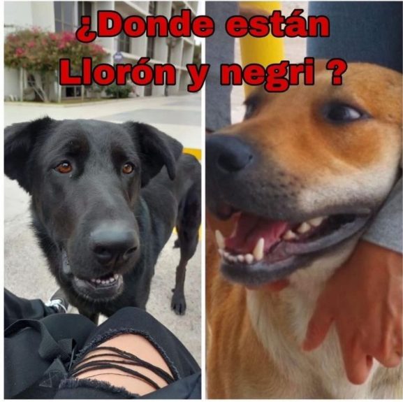Perros desaparecidos en La Serena