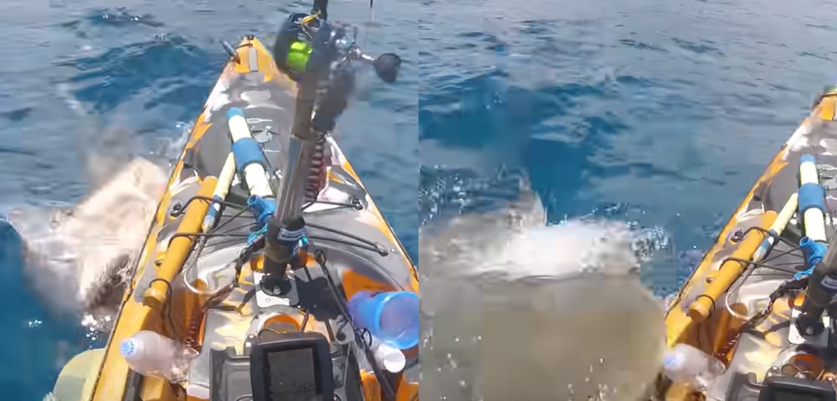 Segundos escalofriantes: hombre captó el momento justo en que tiburón atacó su kayak en Hawái
