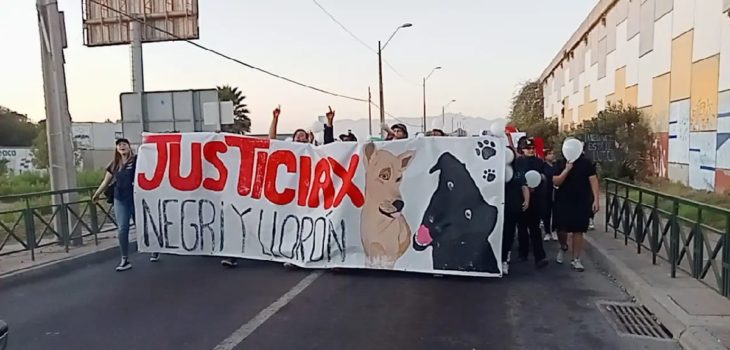 Universidad del Alba despidos suspención eutanasia perros