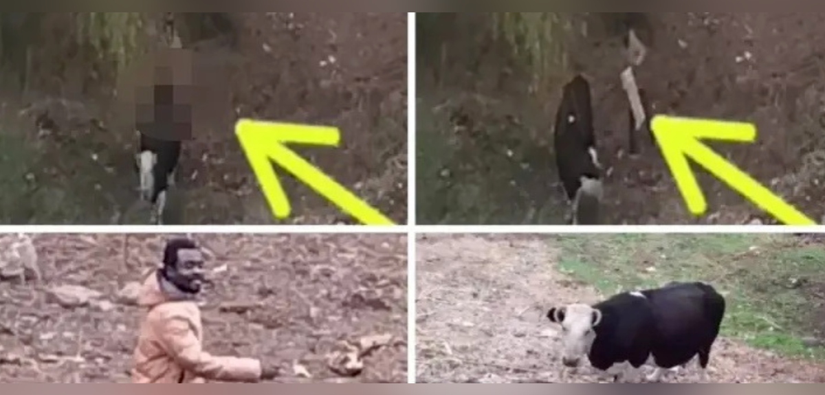 abuso sexual vaca en Curicó