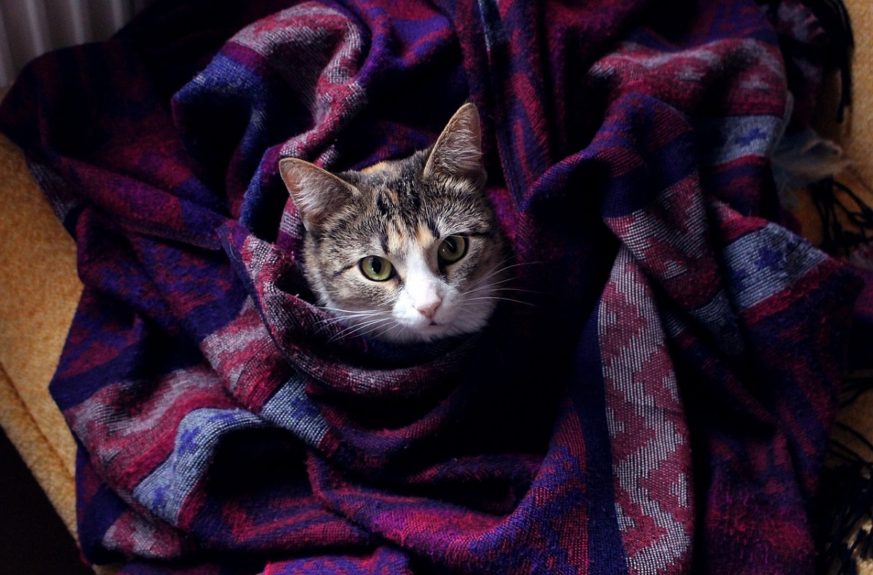 frío protección mascotas