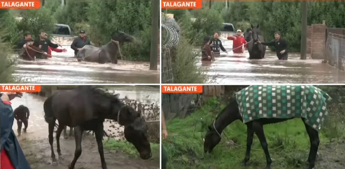 rescate animales en Talagante