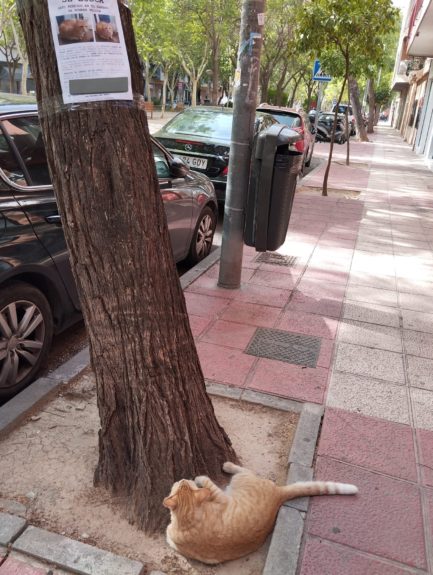 Captan a gato perdido en España mirando su propio cartel de 'se busca' en un árbol