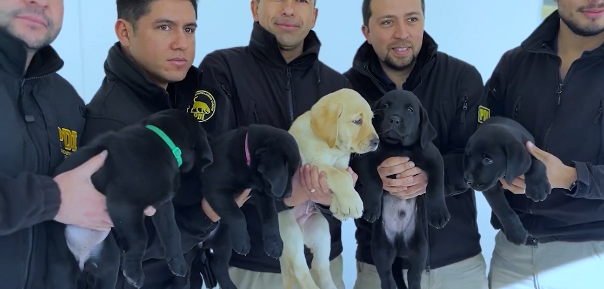 PDI incorporó 5 cachorros a su brigada canina: así puedes concursar para ponerles nombre