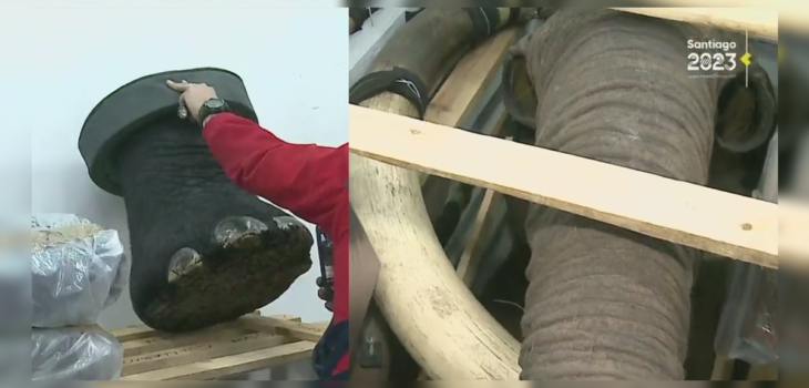Aseguran que empresario chileno cazó elefante en África e intentó ingresarlo transformado en mueble