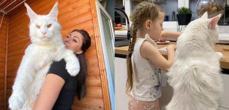 Conoce a Kéfir, el gato "más grande del mundo”: mide como una niña de
