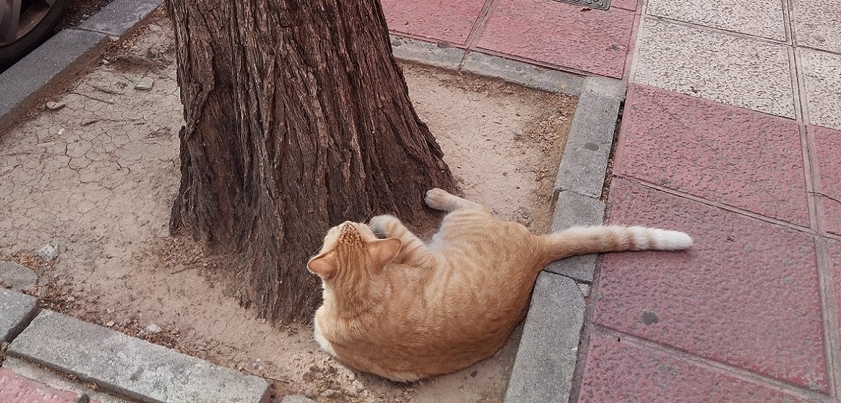 Captan a gato perdido en España mirando su propio cartel de 'se busca' en un árbol
