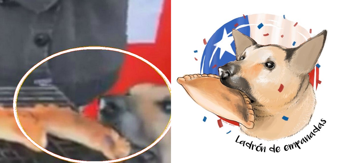 Confirman muerte de 'Orejón', el recordado perro roba empanadas que alcanzó fama mundial