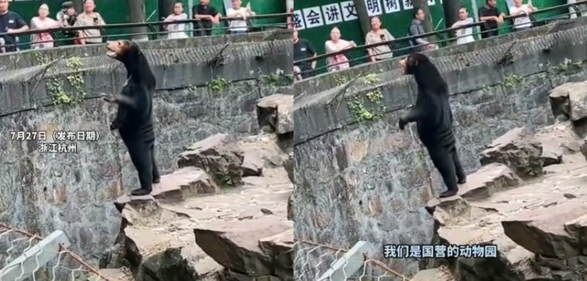 ¿Es un disfraz? Zoológico de Hangzhou aclara extrañas imágenes virales de un oso que se pone pie