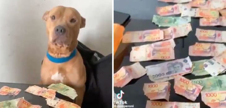 perro destruyó billetes más de 90 mil pesos