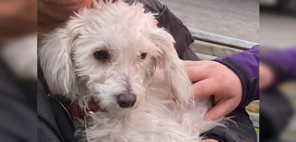 Maltrato animal en Ñuñoa