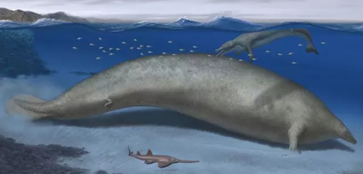 Con más de 20 metros y 340 toneladas: descubren en Perú fósiles del animal más pesado de la historia