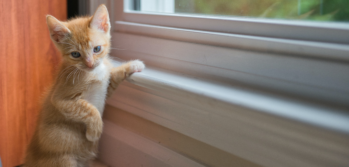 Día del Gato: por qué se celebra