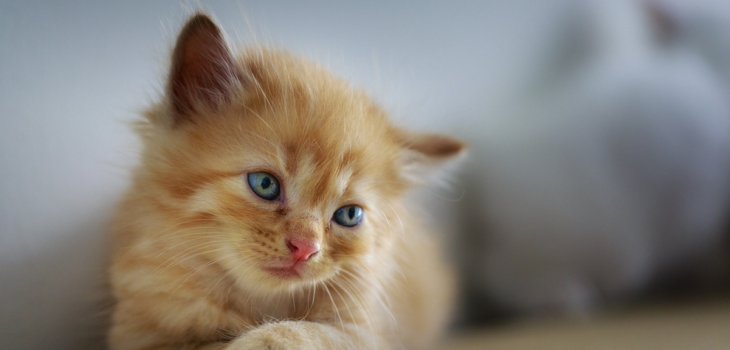 Tras la llegada de agosto: conoce 5 curiosidades del cuidado para los gatos