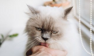 Hongo que afecta a gatos: ¿hay riesgos para la salud de las personas?