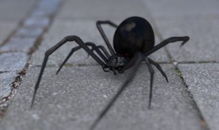 Niño dejó picarse por araña para convertirse en Spiderman