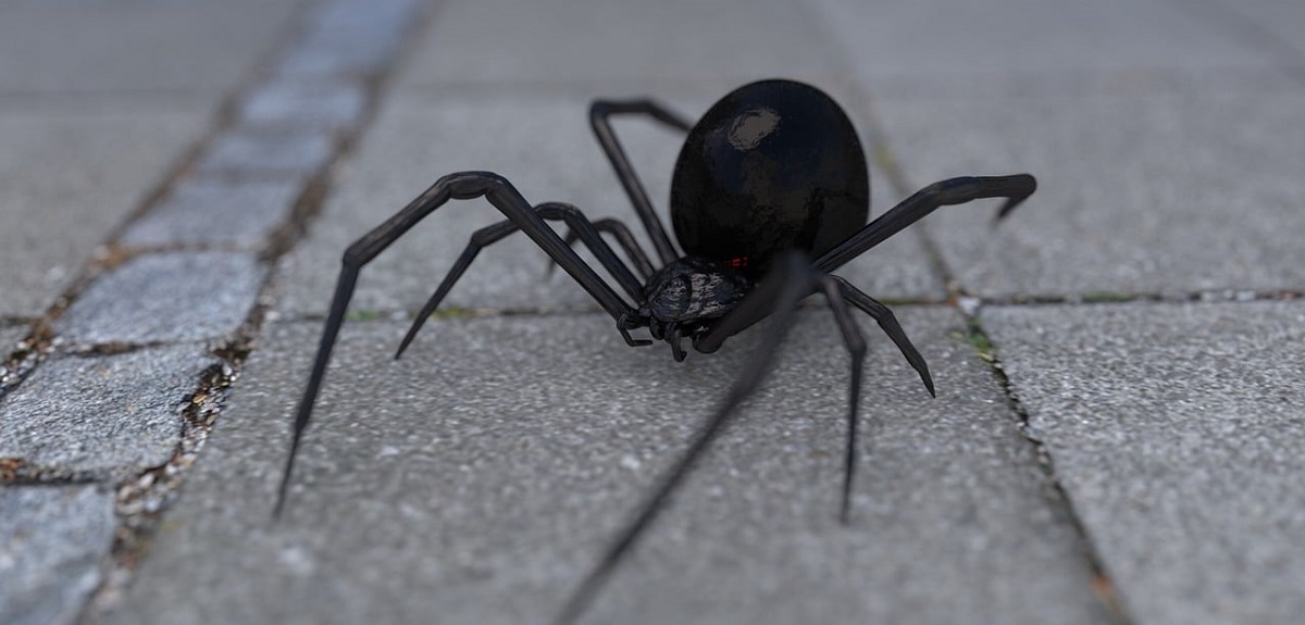 Niño dejó picarse por araña para convertirse en Spiderman