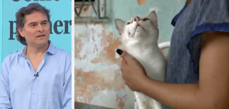 Sebastián Jiménez abordó preocupación por hongo que afecta a gatos: reveló como reconocerlos