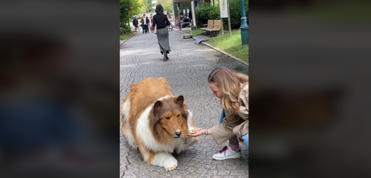youtuber japonés que se disfraza de perro salió a la calle