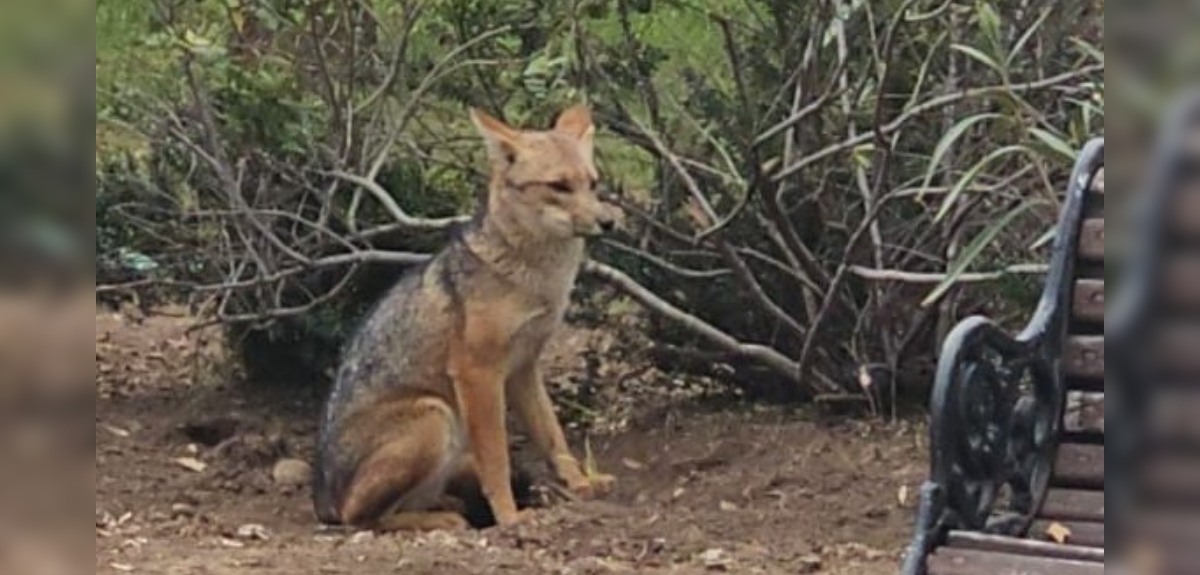 Zorro culpeo fue hallado en Las Condes pero SAG no logró capturarlo: 