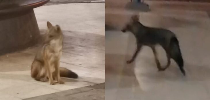 Captan a zorro culpeo deambulando por Plaza Egaña y montan operativo: ¿qué hacer si lo ves?