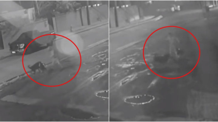 Video muestra feroz ataque de rottweiler a hombre y su mascota en Chiguayante