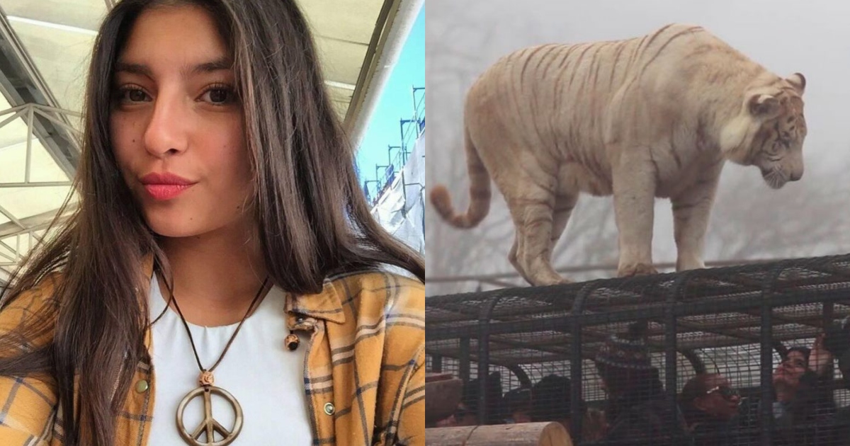 ataque tigre parque safari