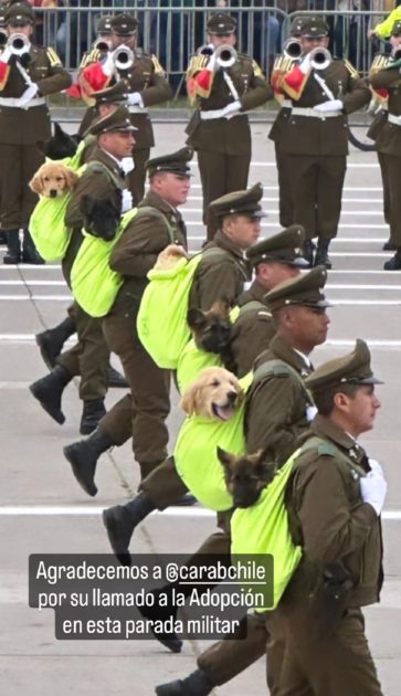 Brownie perro presidencial adopción Carabineros Parada Militar