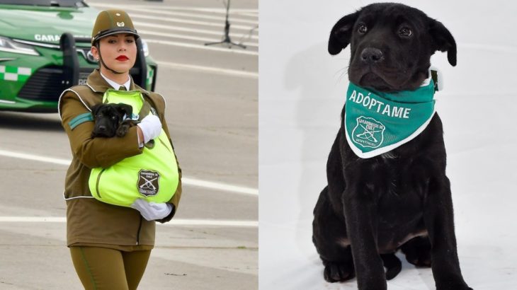 cachorros Parada Militar