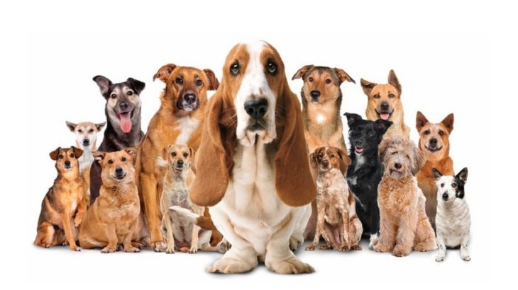 campaña de adopción centro parque