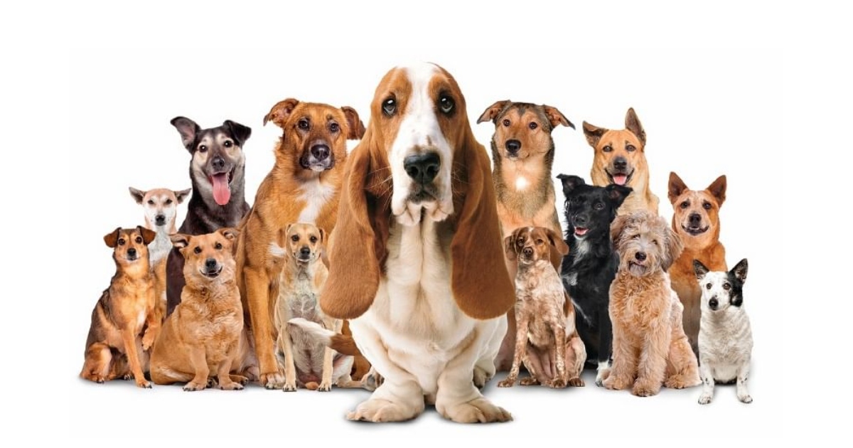 campaña de adopción centro parque