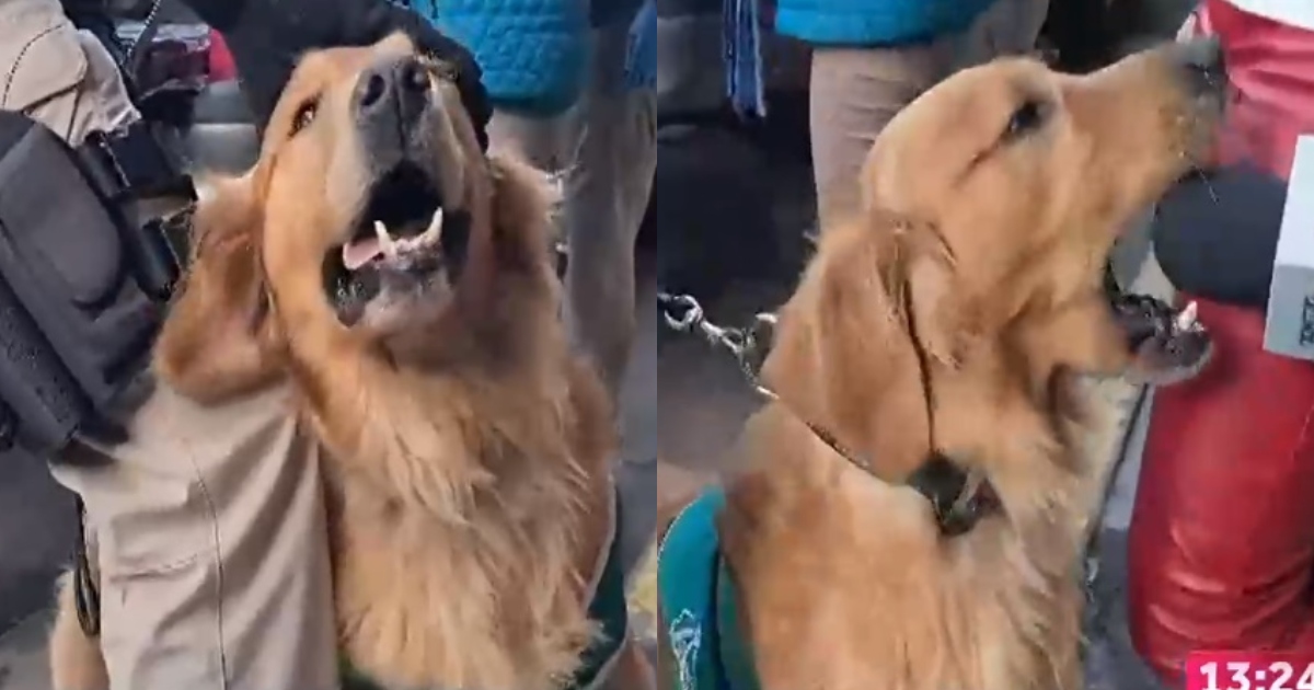 perro carabineros micrófono