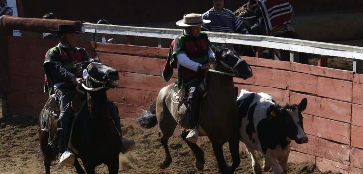 Solo el 10% de los chilenos se sienten identificados con el rodeo como deporte, según encuesta