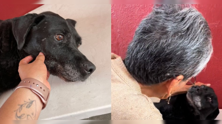 Viralizan conmovedor adiós de adulta mayor y su perrito antes de ser dormido tras grave enfermedad