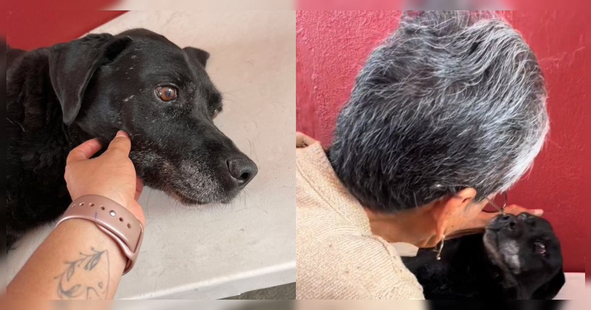 Viralizan conmovedor adiós de adulta mayor y su perrito antes de ser dormido tras grave enfermedad
