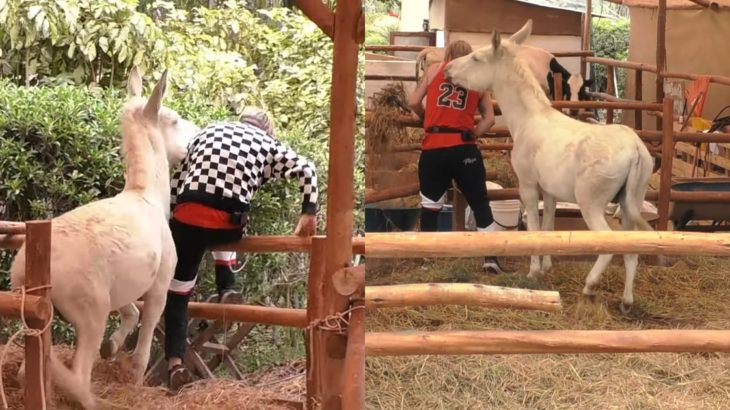 Junior Playboy fue 'atacado' por un burro en Tierra Brava y desató risas en redes
